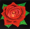 Cur de Rose